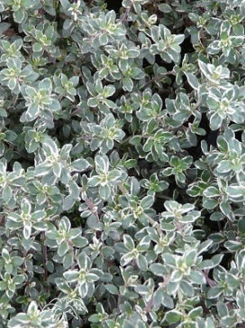 Thymus Silver King